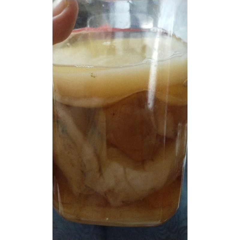 

scoby kombucha