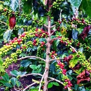 JUAL BIBIT KOPI ATENG SUPER GAYO/ASLI UNGGUL ISI 1 KG