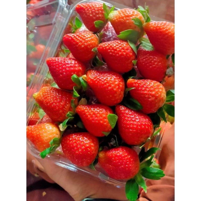 

Buah Strawberry fresh 500 gr min order 30 box
