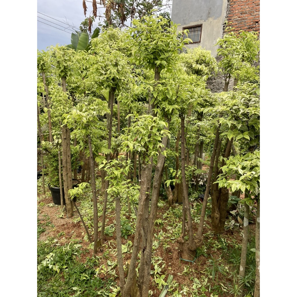 Tanaman Hias Bonsai Anting Putri, Pohon Bonsai Anting Putri