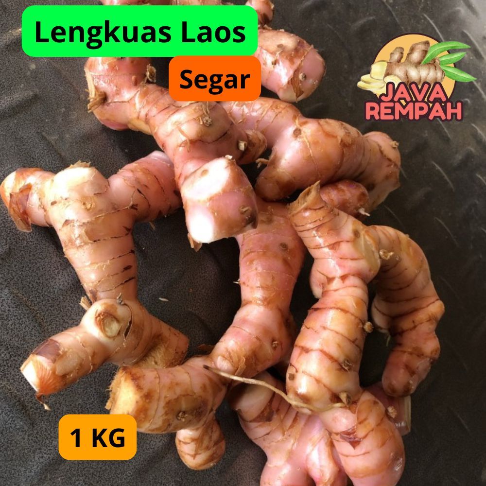 

JAVA REMPAH Lengkuas Laos Segar 1 KG