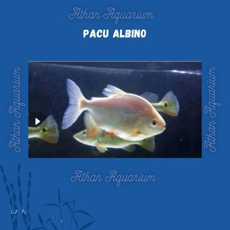 Pacu Albino size besar 5 jari 15cm+-