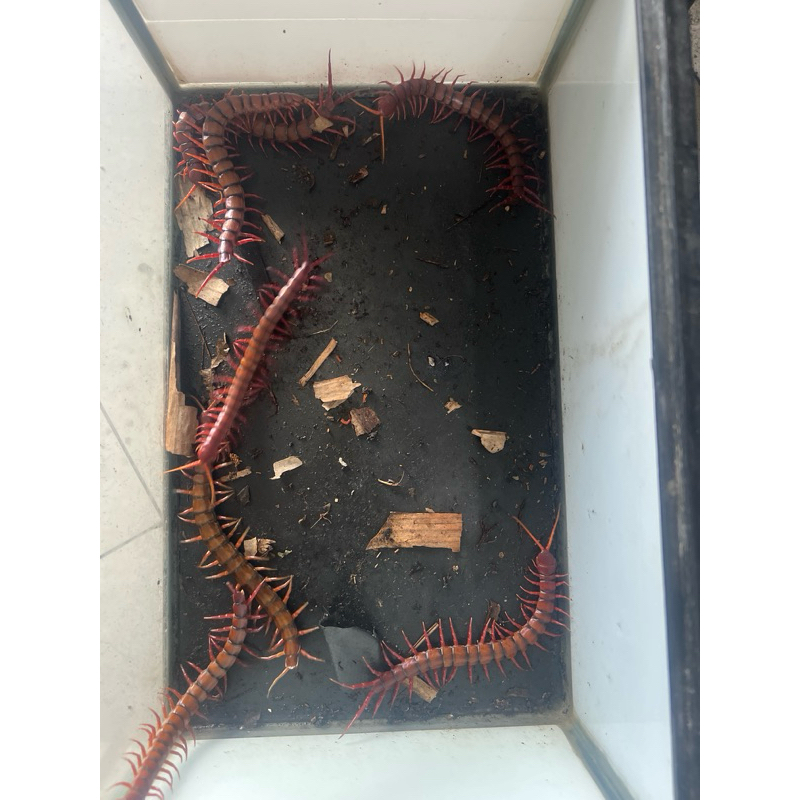 Lipan atau kelabang jumbo