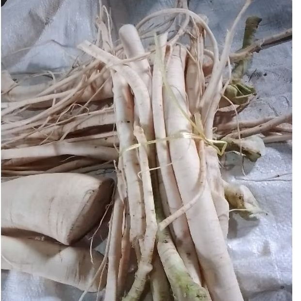 

akar pepaya segar 500gram super Baru di ambil