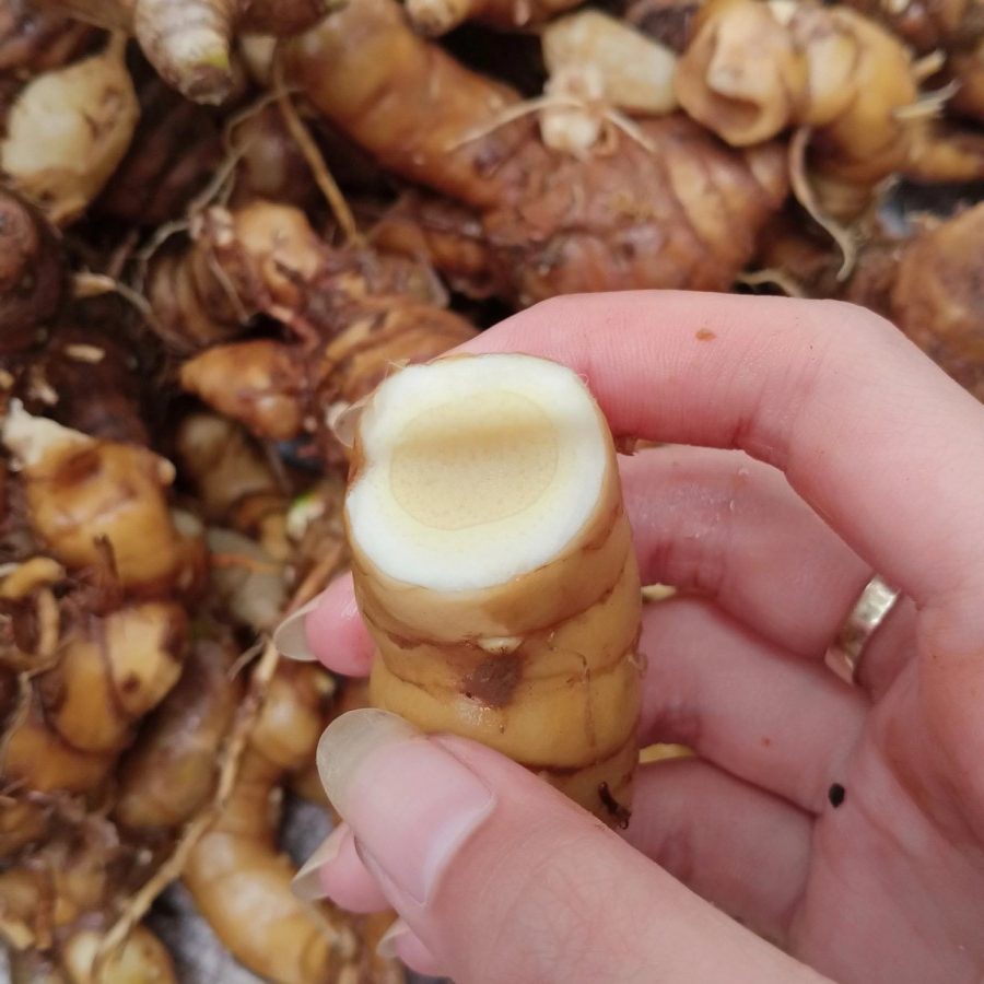 

PROMO KUNYIT PUTIH MURAH 1 KG COD