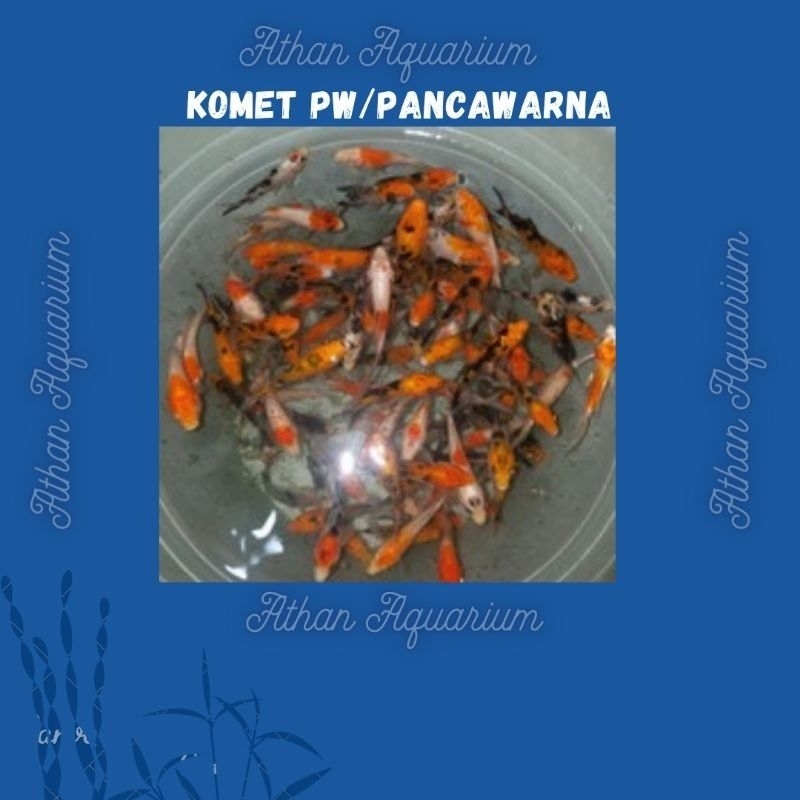 koi Komet Pw(Pancawarna)/Calico size kecil ukuran 6-7cm
