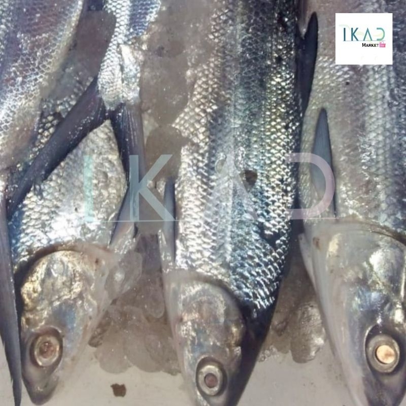 

Ikan Bandeng