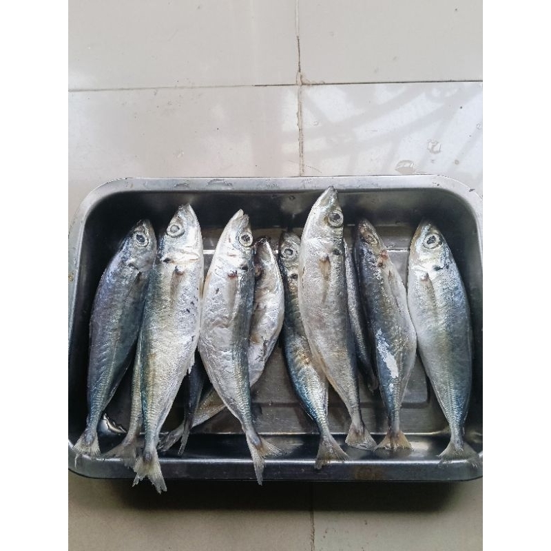 

Ikan Layang Benggol Fresh dan Segar