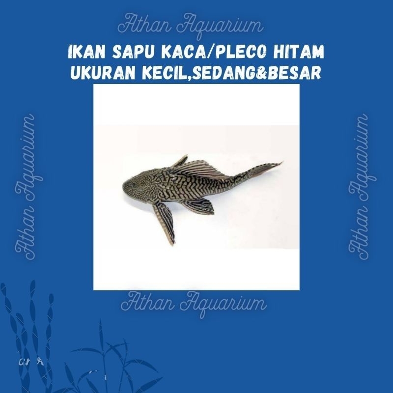 Ikan Sapu kaca hitam pembersih aquarium size kecil,sedang&besar uk 7-30cm
