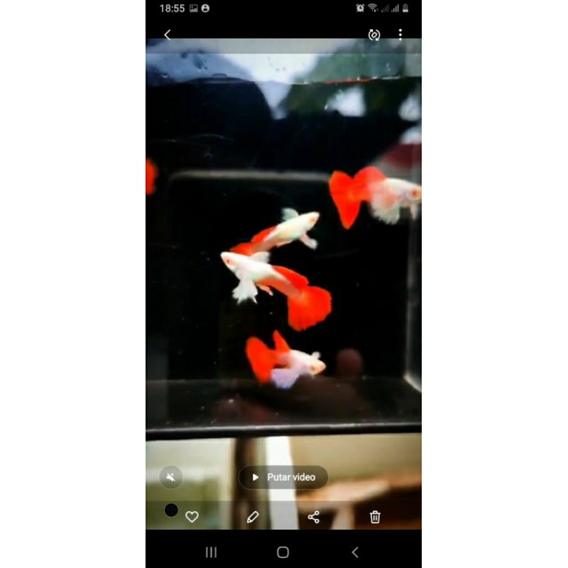 Paket sepasang Guppy Albino PRTDE