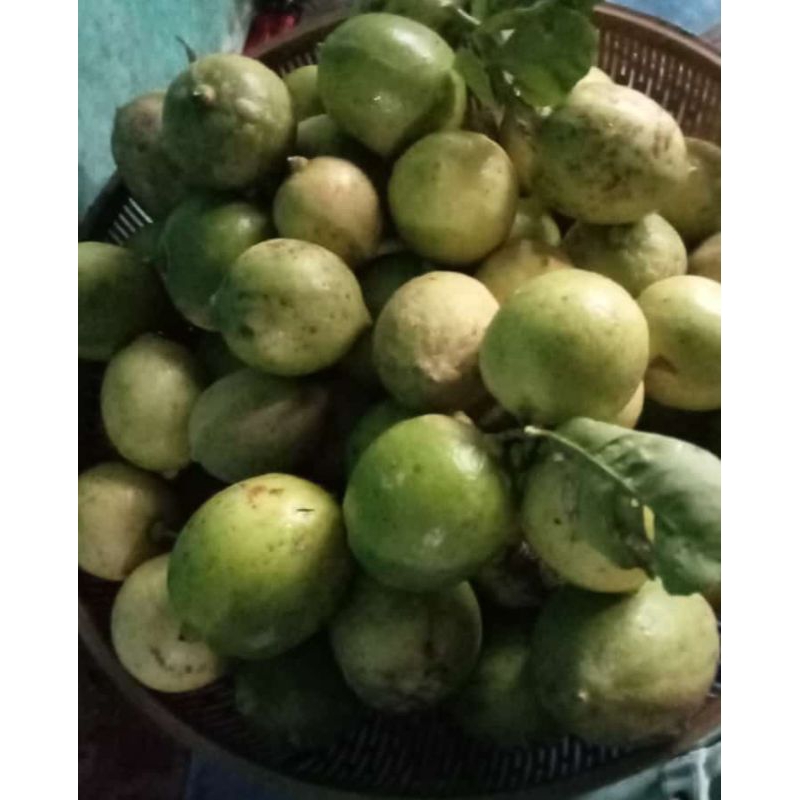 

jeruk lemon fres segar baru petik..murah aja 1kg