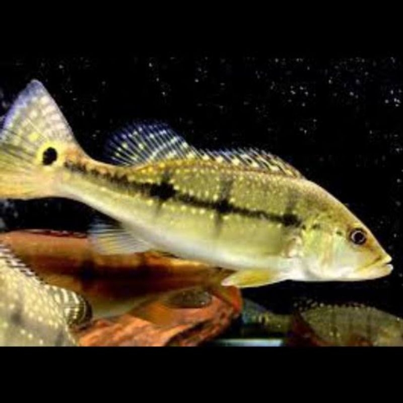 Pbass xingu pure Size 6-7cm realsize bergaransi COD pbass orinoco pbass pinima good Marking