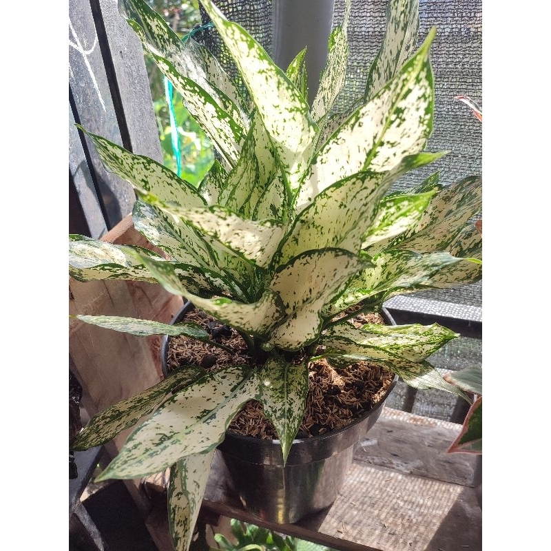 Aglonema Snow White Rimbun