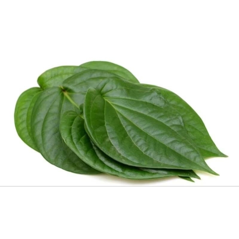 

Daun sirih Fresh Per Lembar
