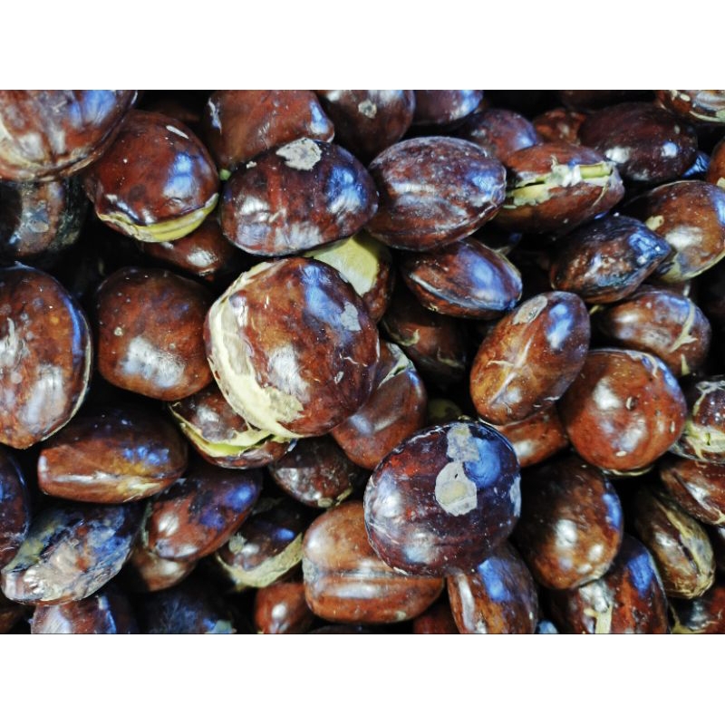 

jengkol berat 500grn