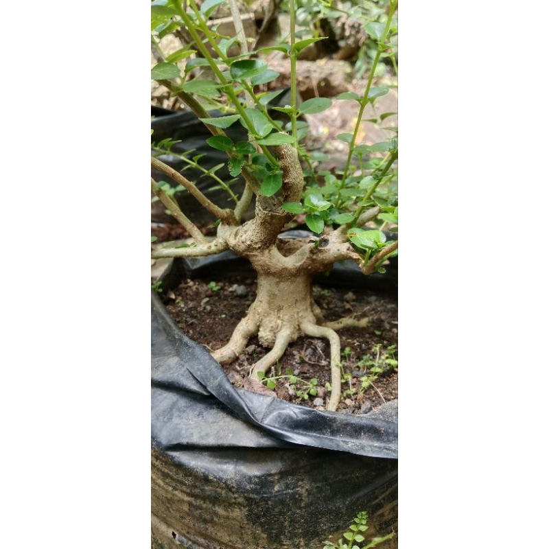 Bonsai Sancang Original