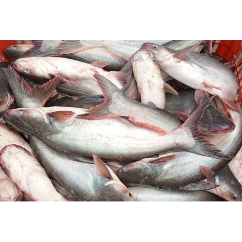 

Ikan Patin 1 kg