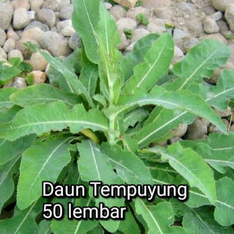 

Daun herbal tempuyung 50 lembar