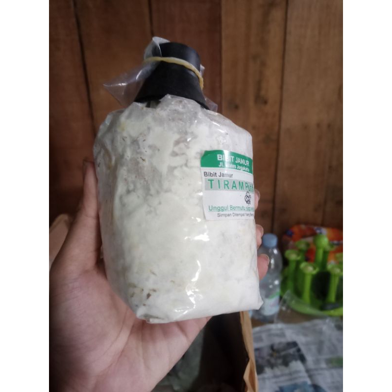 

kapur jamur tiram adit