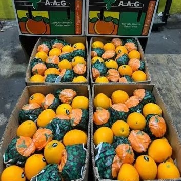 

Buah Jeruk Sunkist Navel Orange Dus Jual per 1 DUS karton