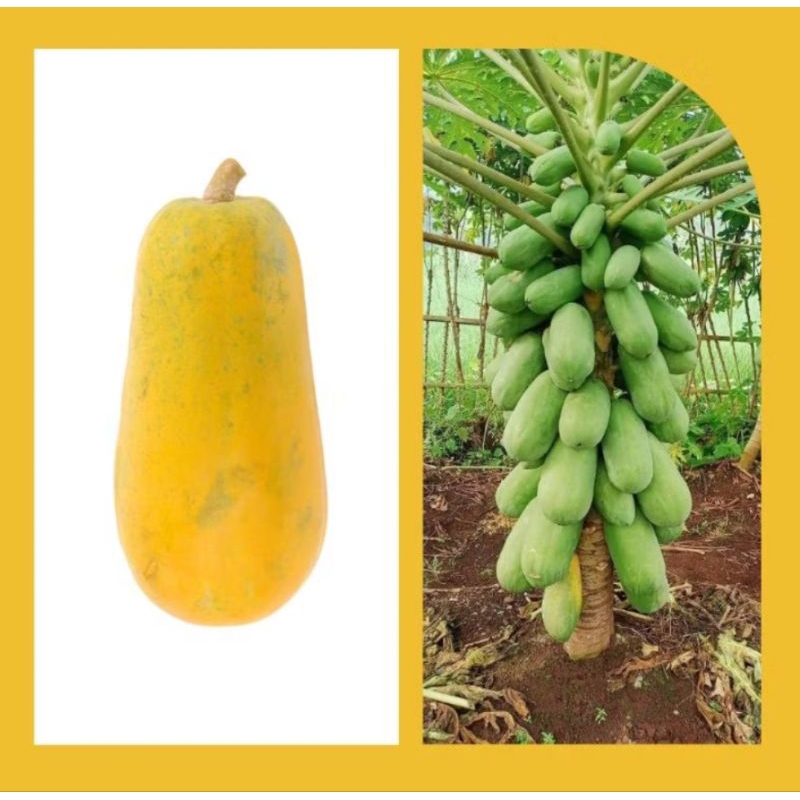 benih unggul pepaya California kwalitas super 50 biji