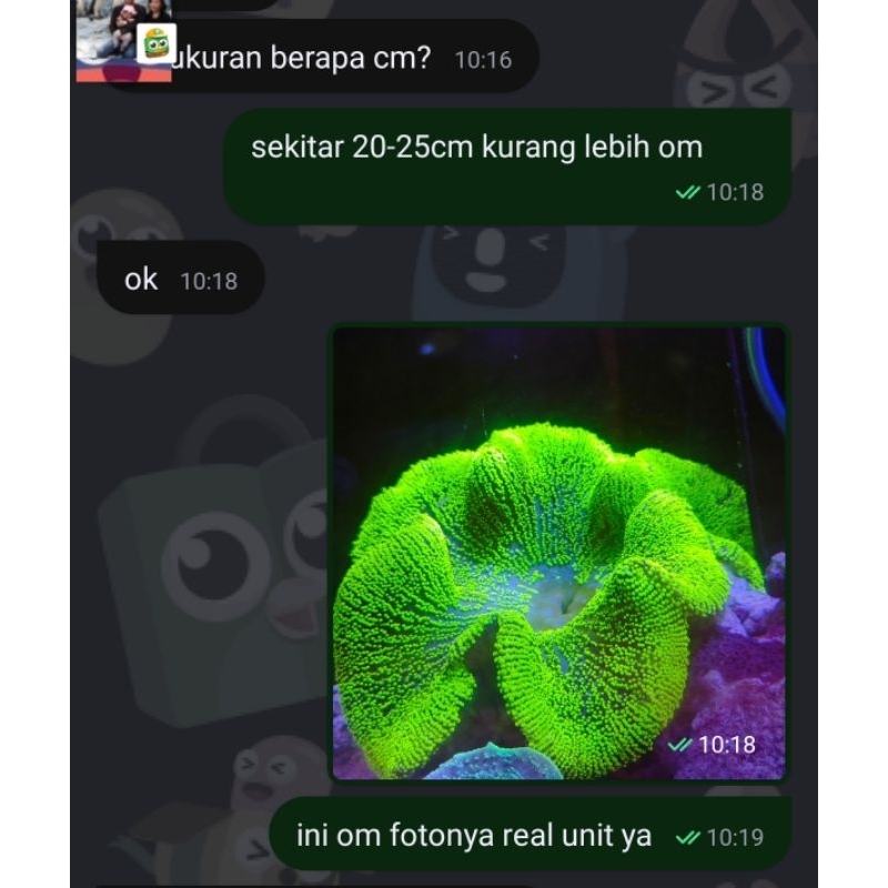 anemon karpet hijau metalik xl pesanan