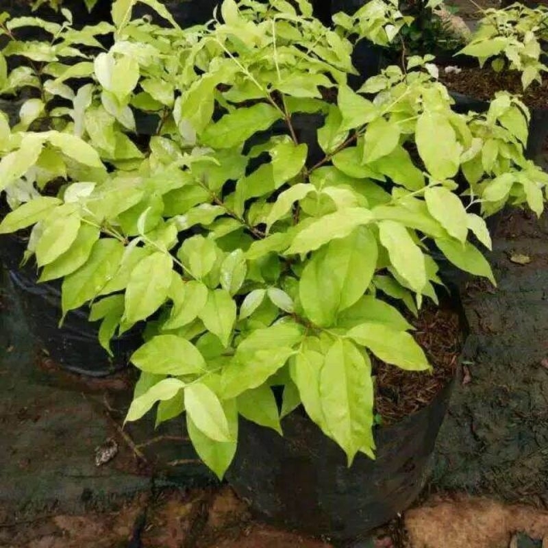 (BISA COD) Bibit Tanaman Bonsai Anting Putri - Anting Putri Bonsai-Bahan Bonsai Pohon Anting Putri