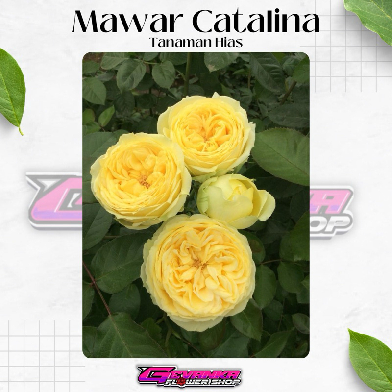 Tanaman Hidup Bunga Mawar Import CATALINA -Mawar wangi - dewasa