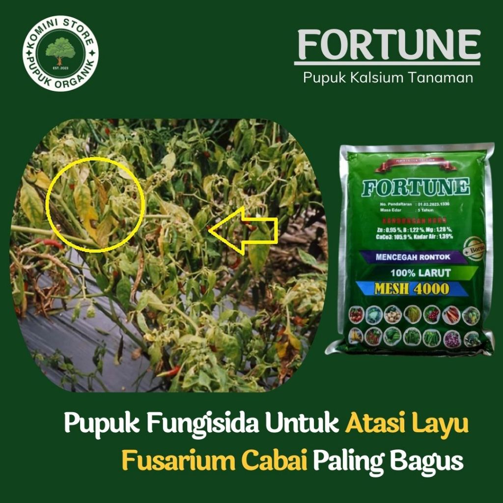 OBAT LAYU FUSARIUM TANAMAN CABAI TERBAIK - FORTUNE 1KG - Pupuk kalsium untuk pencegah layu kering da