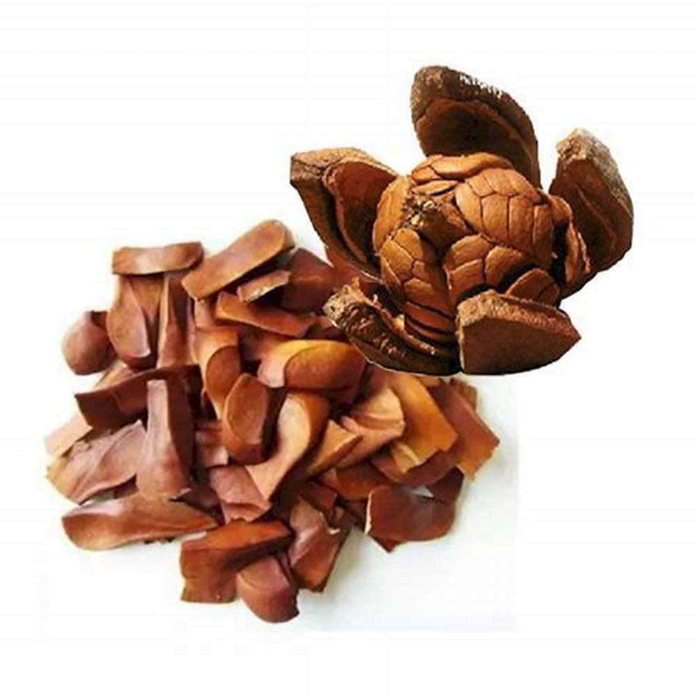 

Biji Mahoni (50 gram) / Mahogany seeds / Sky Fruit Seed / Xiang Tian Guo / Swietenia macrophylla