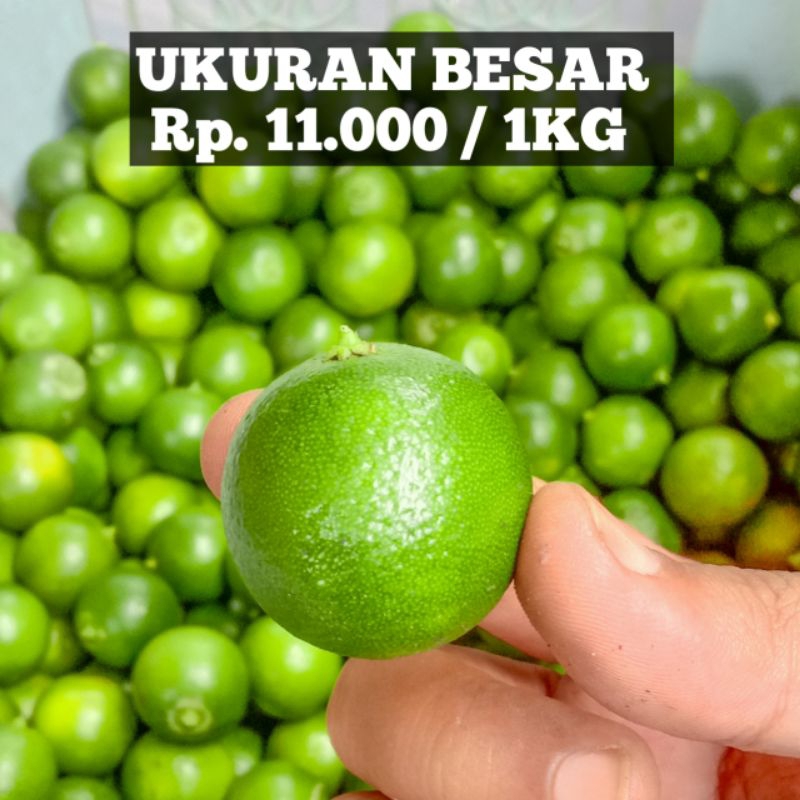 

1KG JERUK SONKIT JERUK KASTURI KASTURI KUNCI (ukuran besar)