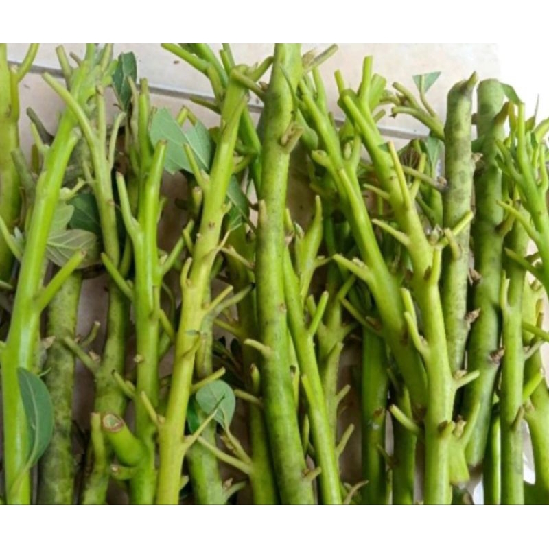 JUAL ENTRES ALPUKAT MIKI ENTRES ALPUKAT YANG BAGUS DAN TEBAL