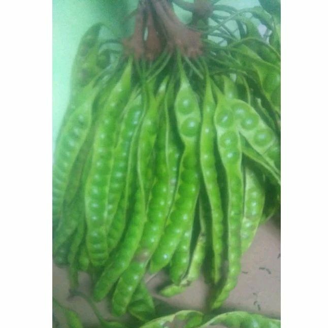 

COD PETE SUPER PER PAPAN / PETAI PER LONJOR