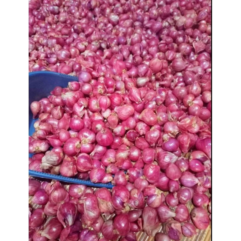 

Bawang merah murah 1 kg asli nganjuk, Bawang merah lokal nganjuk