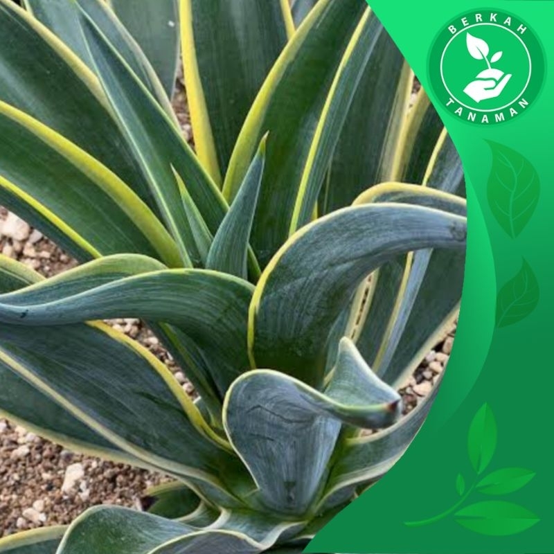 Tanaman Siklok Agave Hijau Strip Kuning / Agave Mahkota