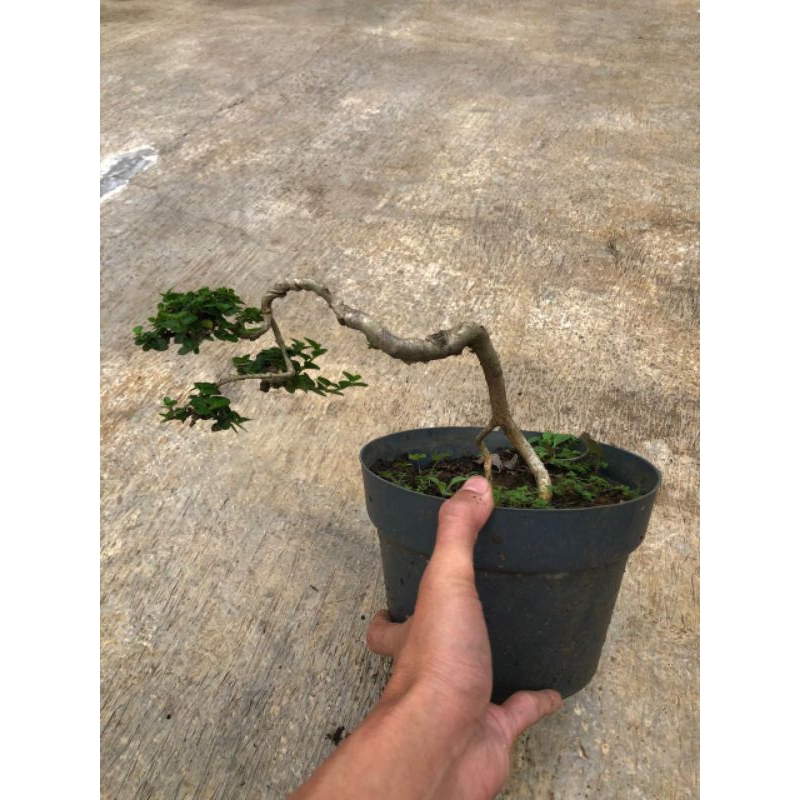 BONSAI SANCANG SIAP PAJANG