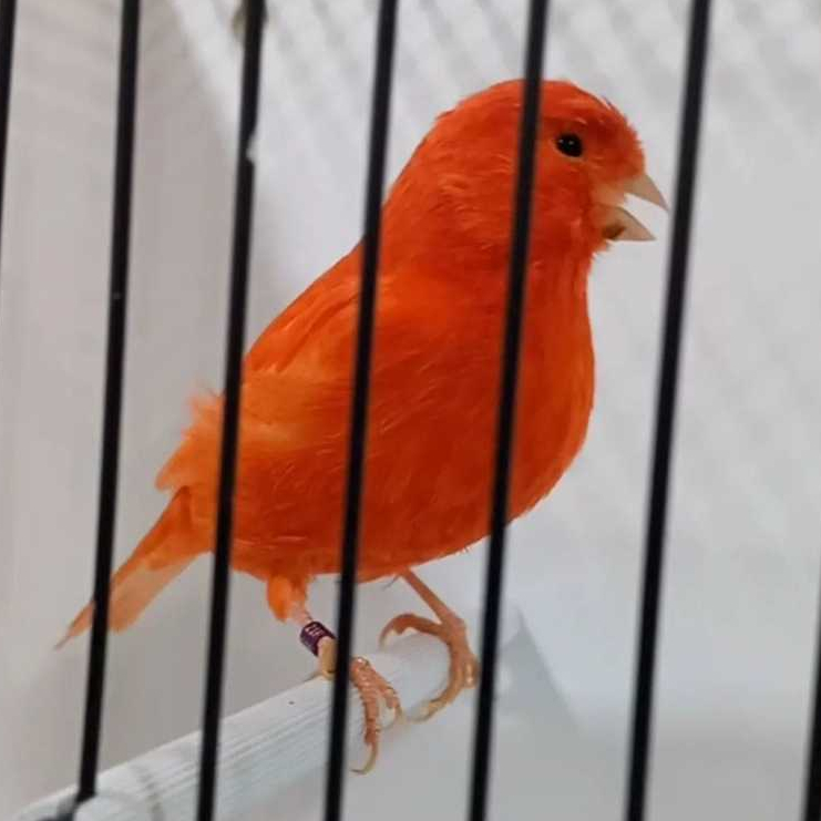 Burung Kenari Merah Dewasa Jantan Gacoran Canary Import Red Intensif