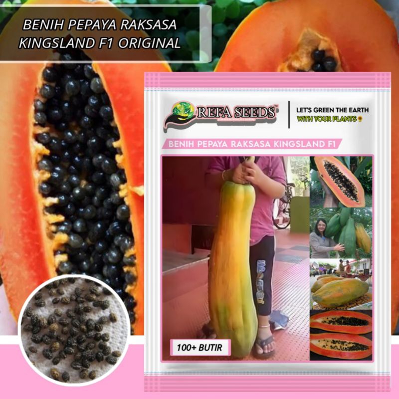 1 Pack (100 Butir) Benih Pepaya Raksasa Kingsland F1 Kemasan Original / Biji Pepaya Raksasa F1