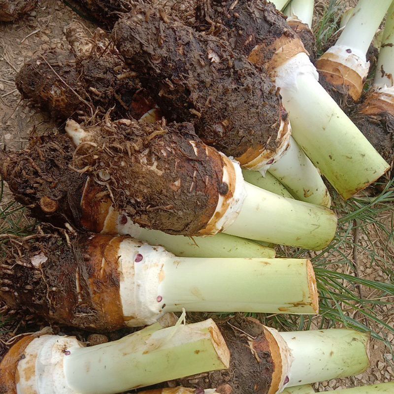 

Bentul Bentoel Umbi segar 1 pcs Talas Keladi