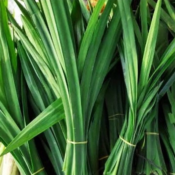 

Daun Pandan 1 Ikat isi 10