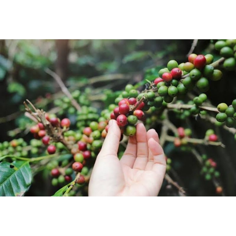 

PROMO STIA Biji Kopi 100% Arabica Robusta Lampung gr Commercial Espresso Based
