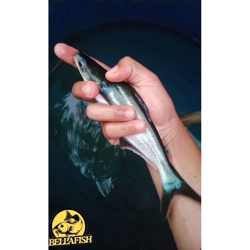 

ikan patin hitam 7/8/10/15 cm
