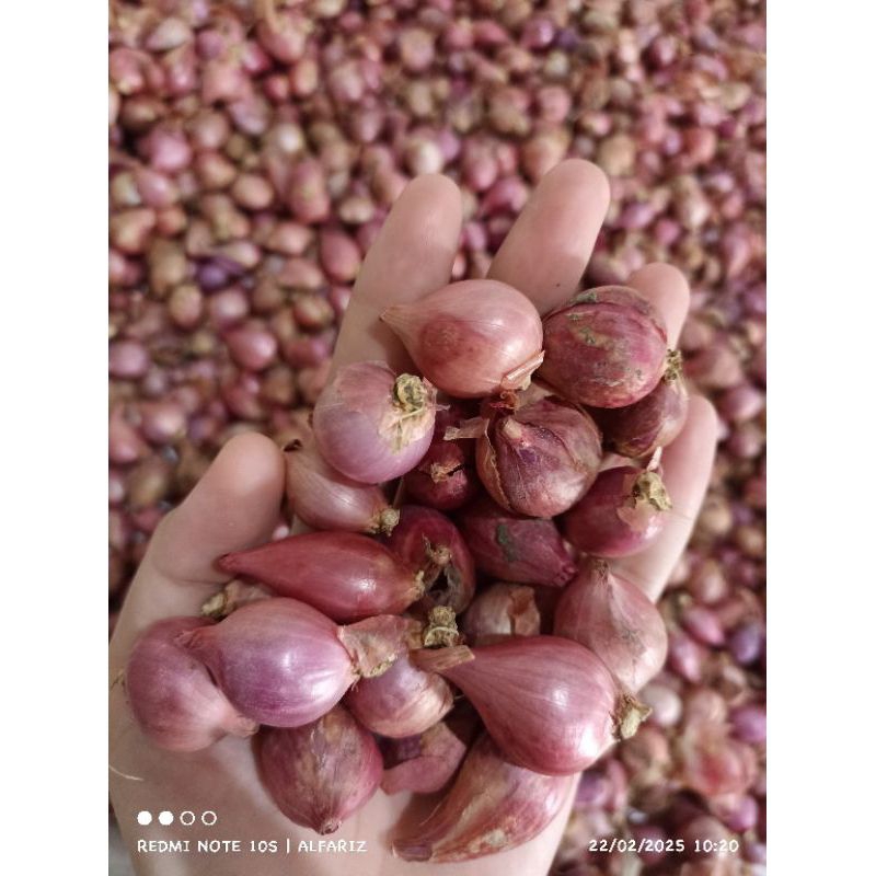 

bawang merah