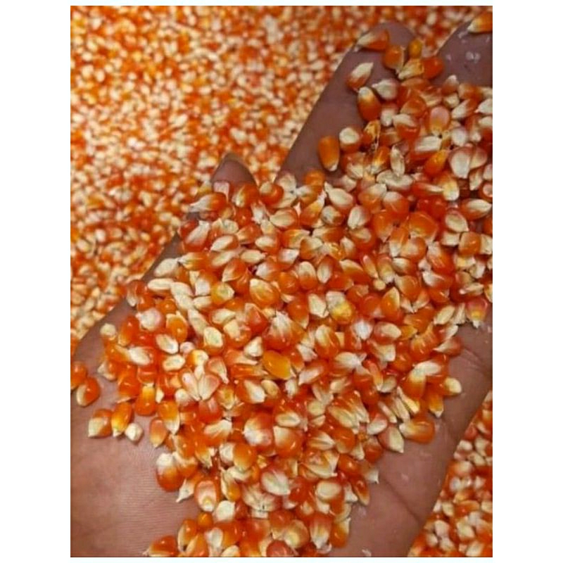

jagung kristal murah/1kg
