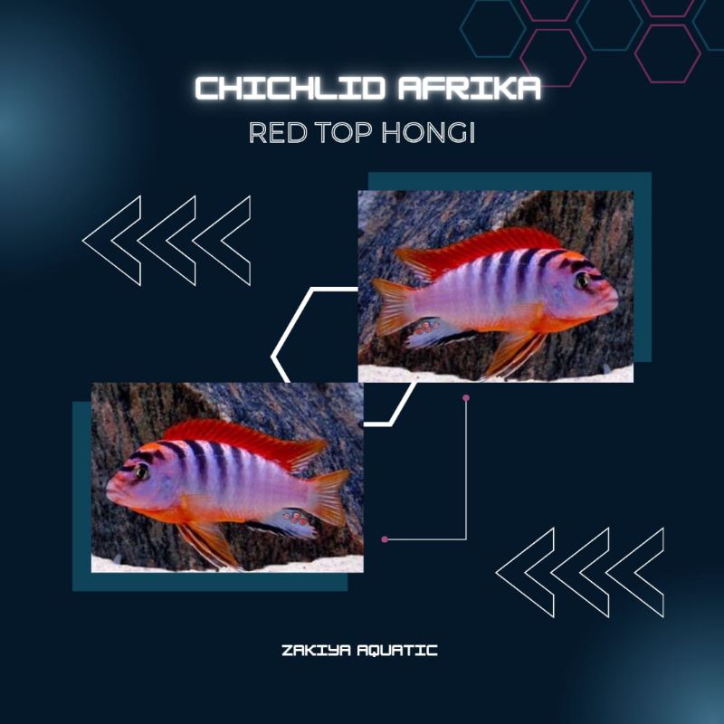 Red Top Hongi Cichlid Afrika Pure