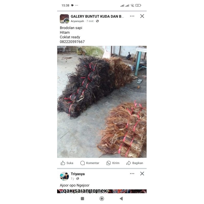 

brodolan sapi panjang banyak