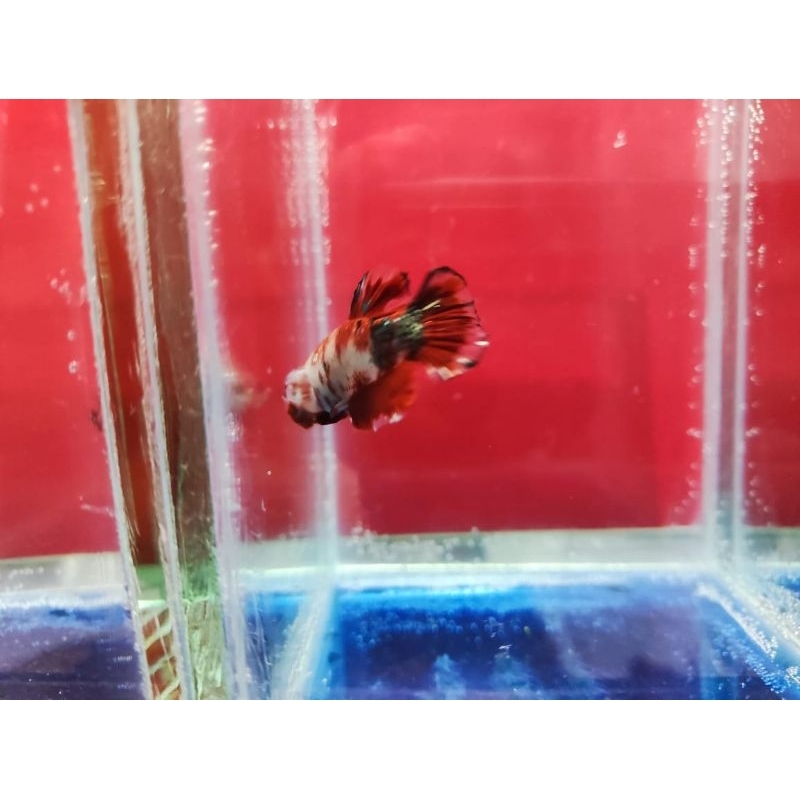 cupang plakat red Koi Cooper