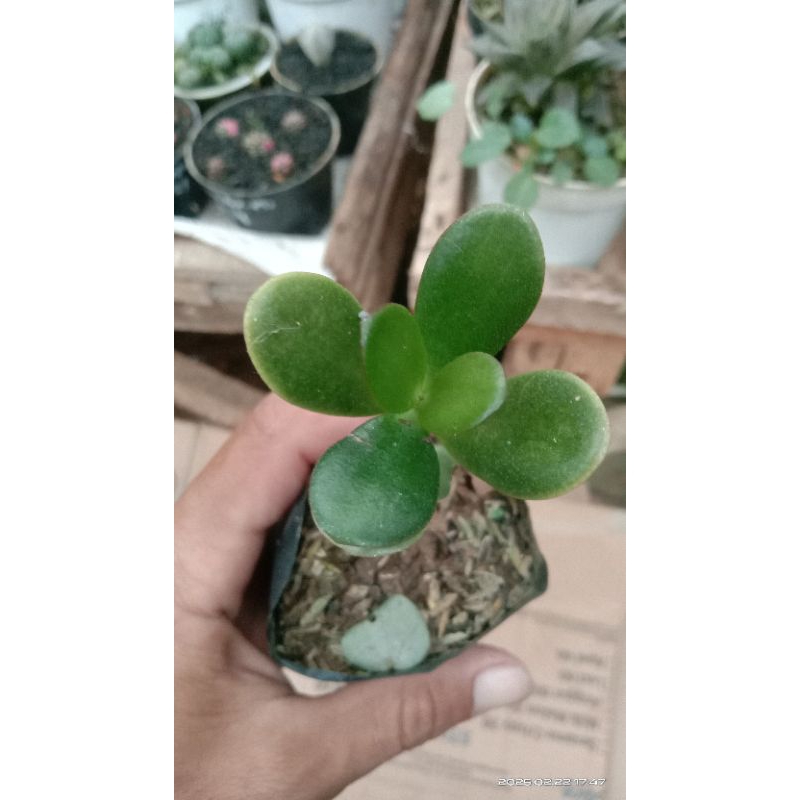 jade plant/giok