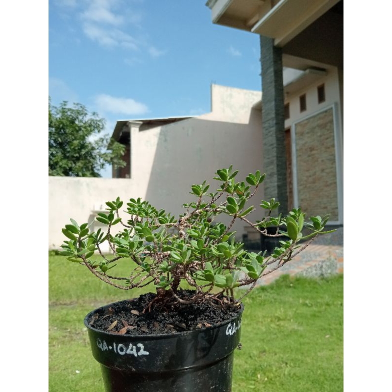 QA-1042, BIBIT BONSAI SANTIGI MAWAR SEMAI BIJI