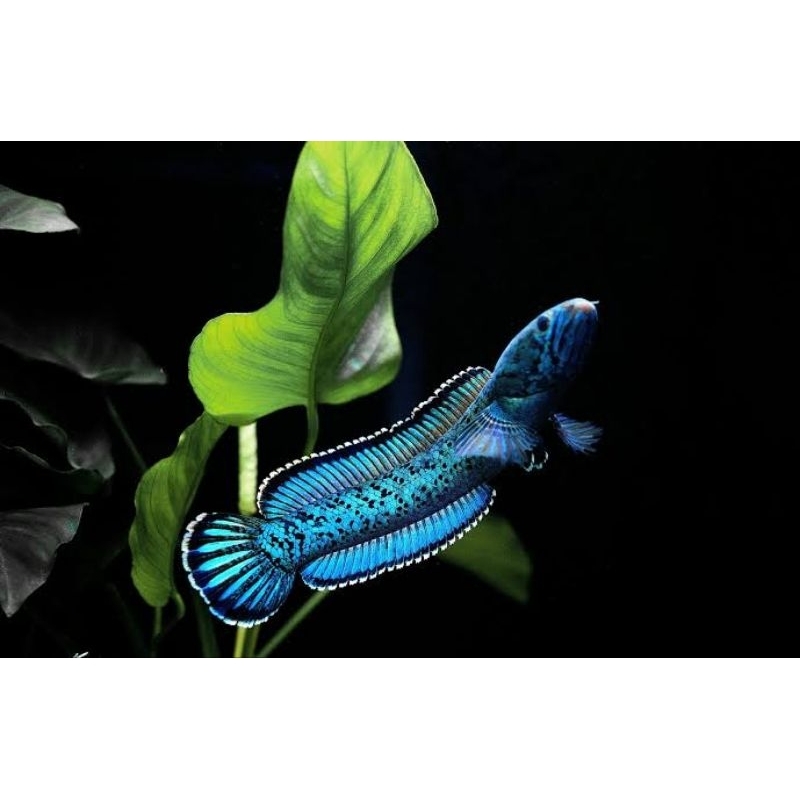 

BABY CHANNA PARDALIS UKURAN 3-5CM